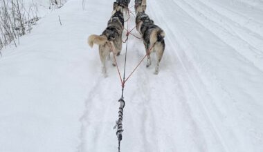 Dog Sledding Update