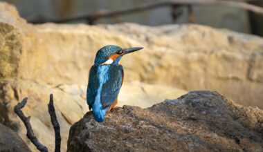 Echternach Lake Birds