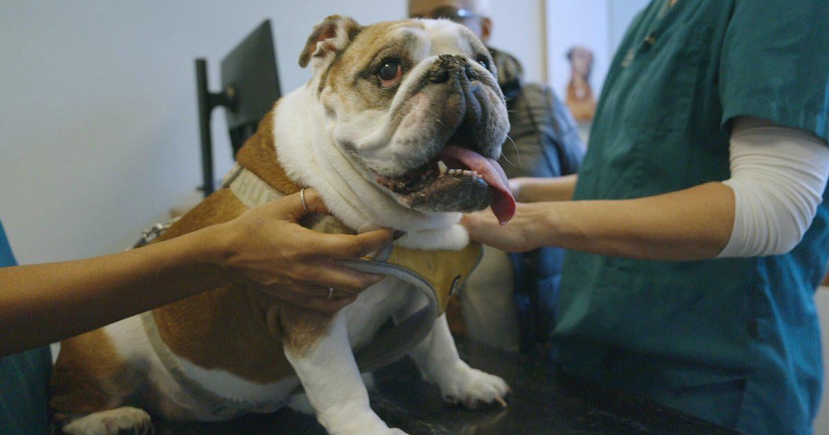 Dierenartsen hebben handen vol aan doorgefokte dieren: 'Verdrietig om te zien dat ze al van jongs af aan pijn hebben'
