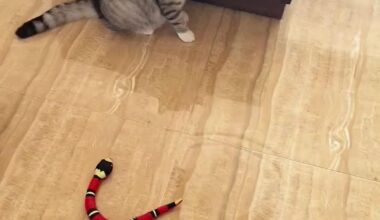 Made by plastic, it's fantastic.