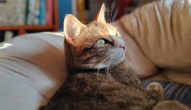 *Tražimo dom za posebnu macu.*