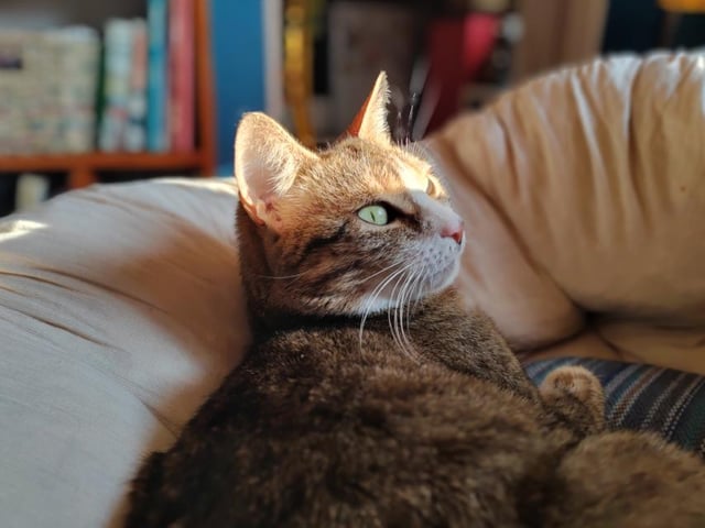 *Tražimo dom za posebnu macu.*