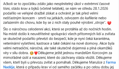 Zvířata nejíme vyhrála v dražbě 25ks krav ze zanedbaného chovu, s tím, že je mají v plánu umístit stádo na dožití bez jejich využití.