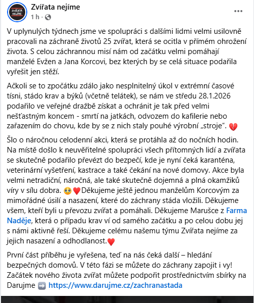 Zvířata nejíme vyhrála v dražbě 25ks krav ze zanedbaného chovu, s tím, že je mají v plánu umístit stádo na dožití bez jejich využití.