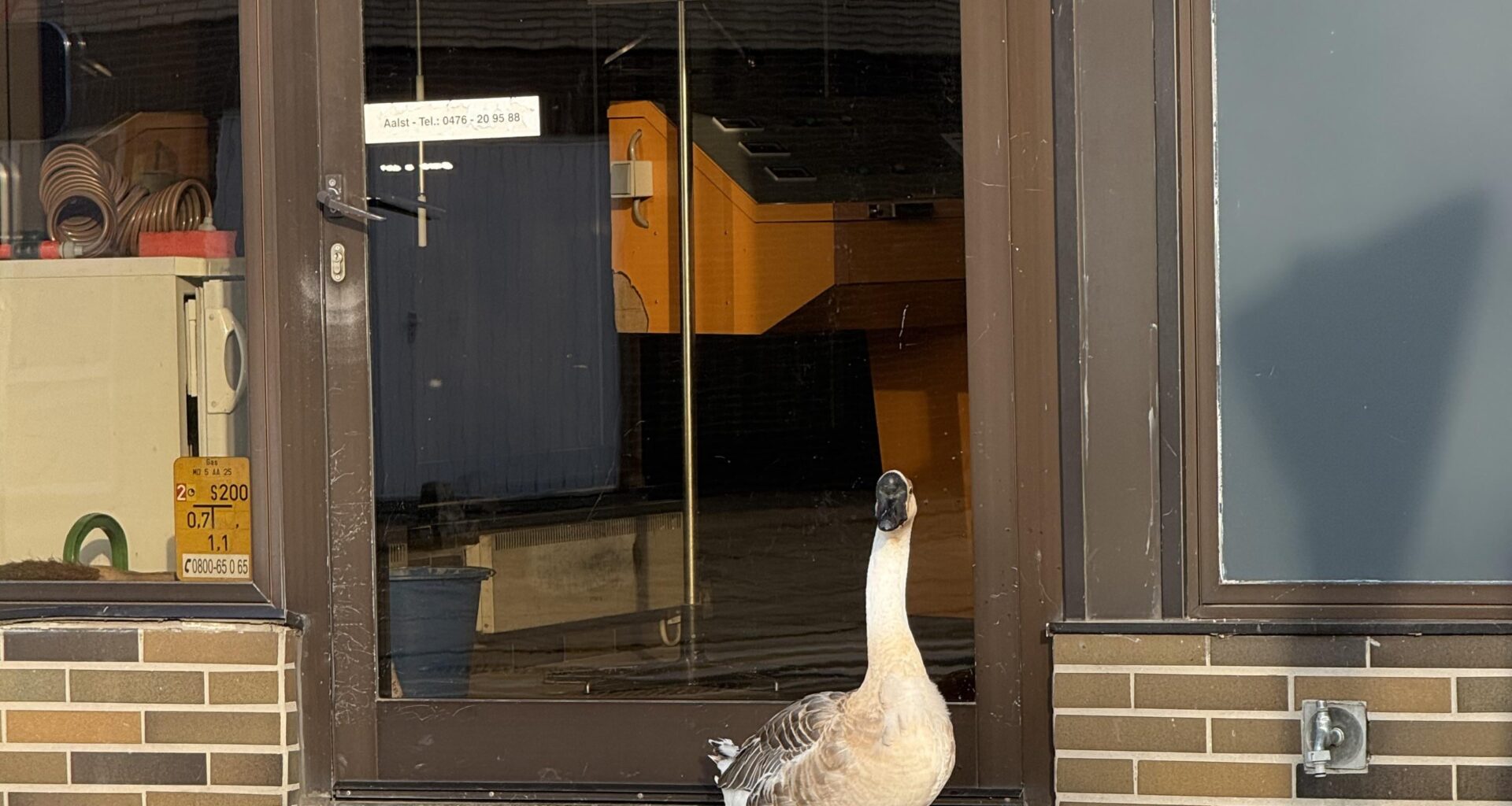 Are ducks undercover government agents sent to spy on us?
