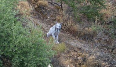 Un lynx ibérique blanc capturé pour la première fois en photo
