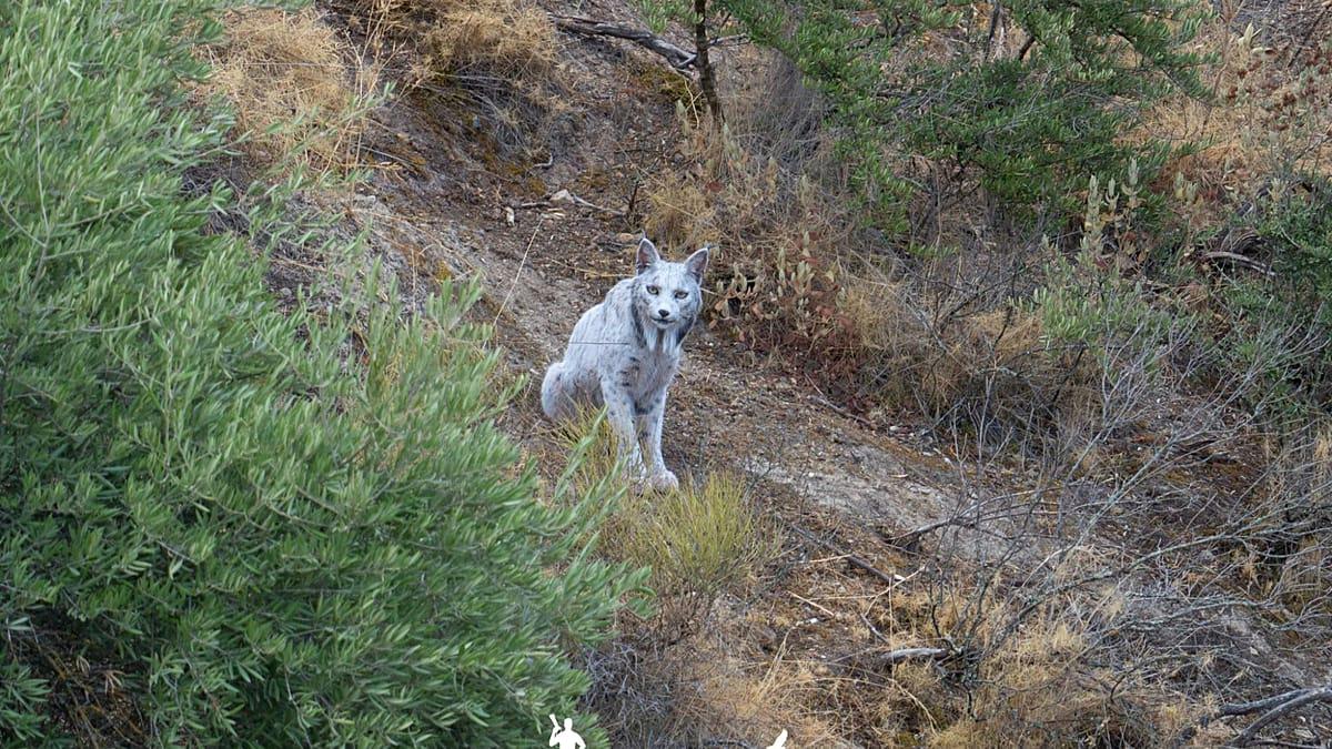 Un lynx ibérique blanc capturé pour la première fois en photo