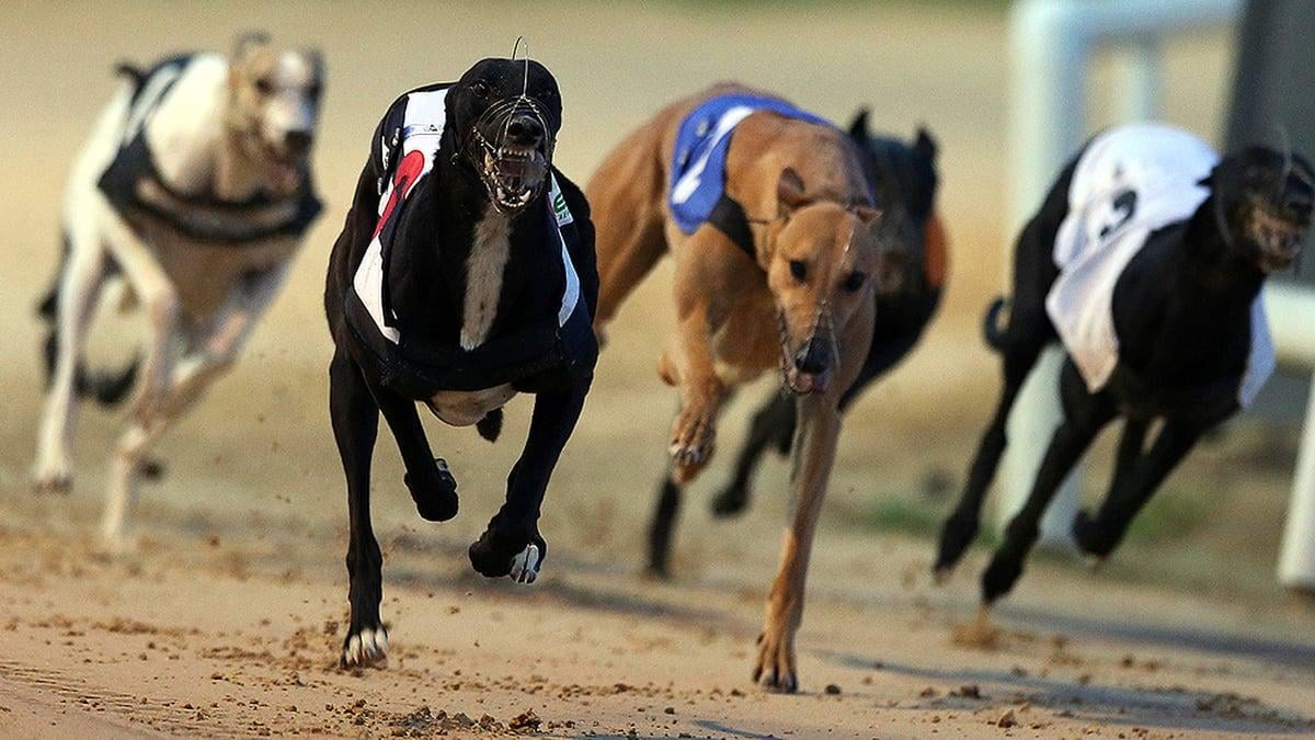 Debate on new data on greyhound racing Ireland on RTE - what does everyone think?