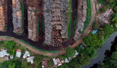 Stort studie af verdens træer viser trussel mod skovenes CO2-lager - Dansk forsker bag nyt internationalt studie kalder udvikling mod hurtigtvoksende træarter alarmerende.