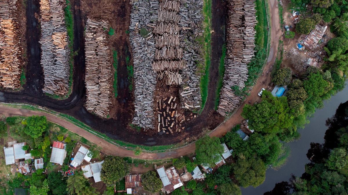 Stort studie af verdens træer viser trussel mod skovenes CO2-lager - Dansk forsker bag nyt internationalt studie kalder udvikling mod hurtigtvoksende træarter alarmerende.