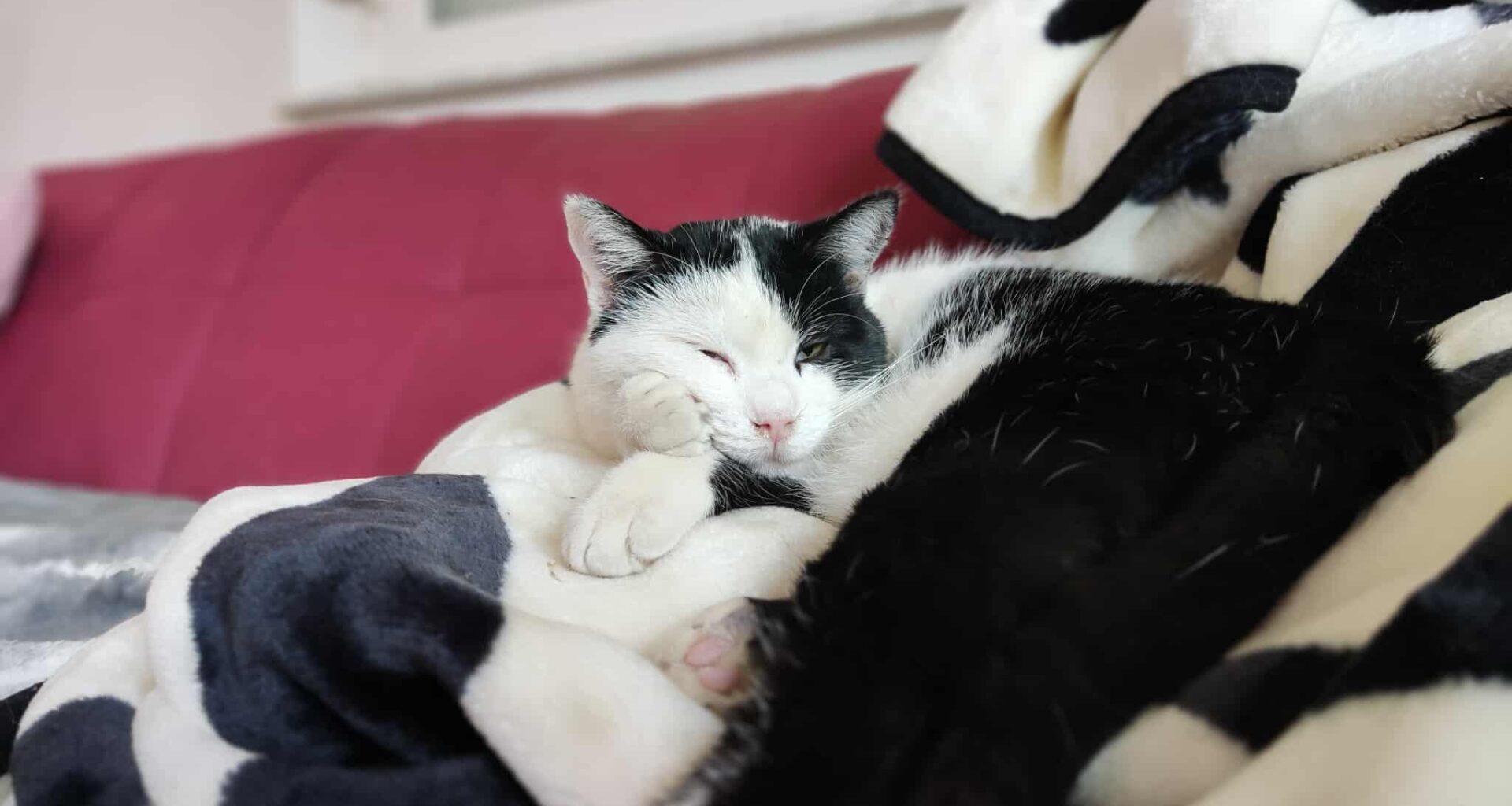 MM [Mačkobota-Mirko] 😻