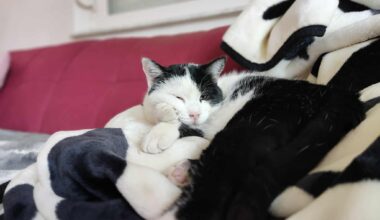 MM [Mačkobota-Mirko] 😻