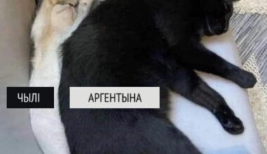 Смешняўкі па-беларуску