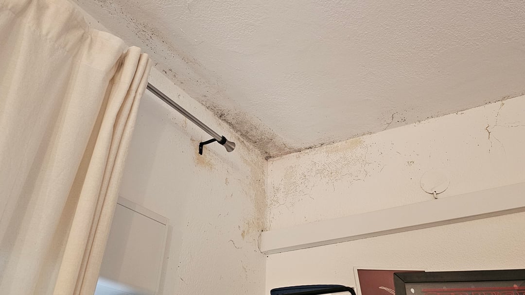 Plijesanj u stanu u najmu