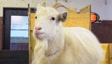 Þjálfar meðferðargeitur í Eyjafjarðarsveit - RÚV.is