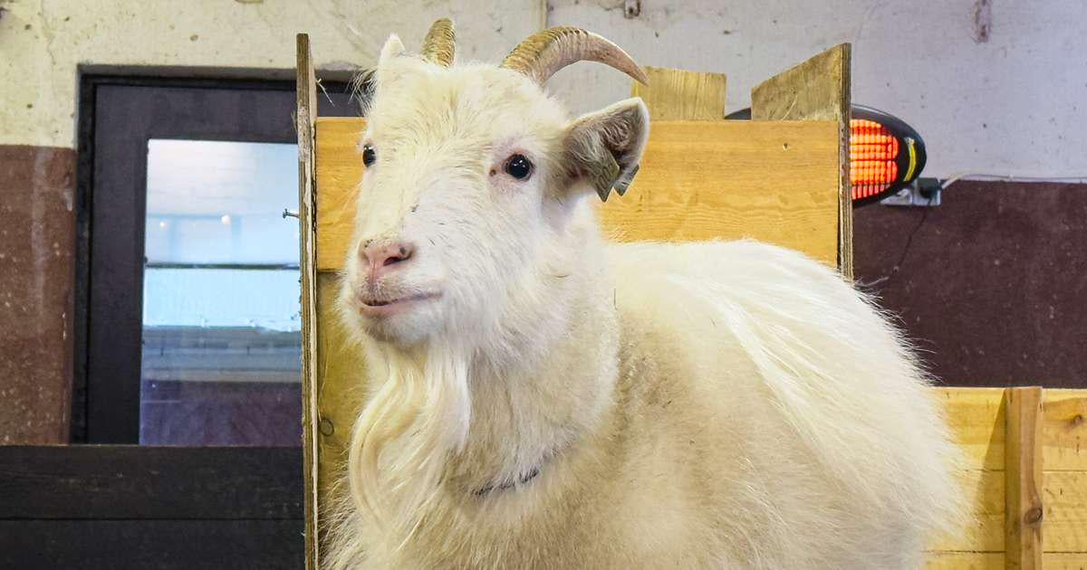 Þjálfar meðferðargeitur í Eyjafjarðarsveit - RÚV.is