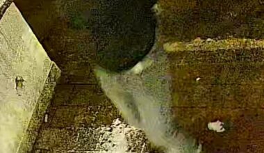 Thief attempt photos