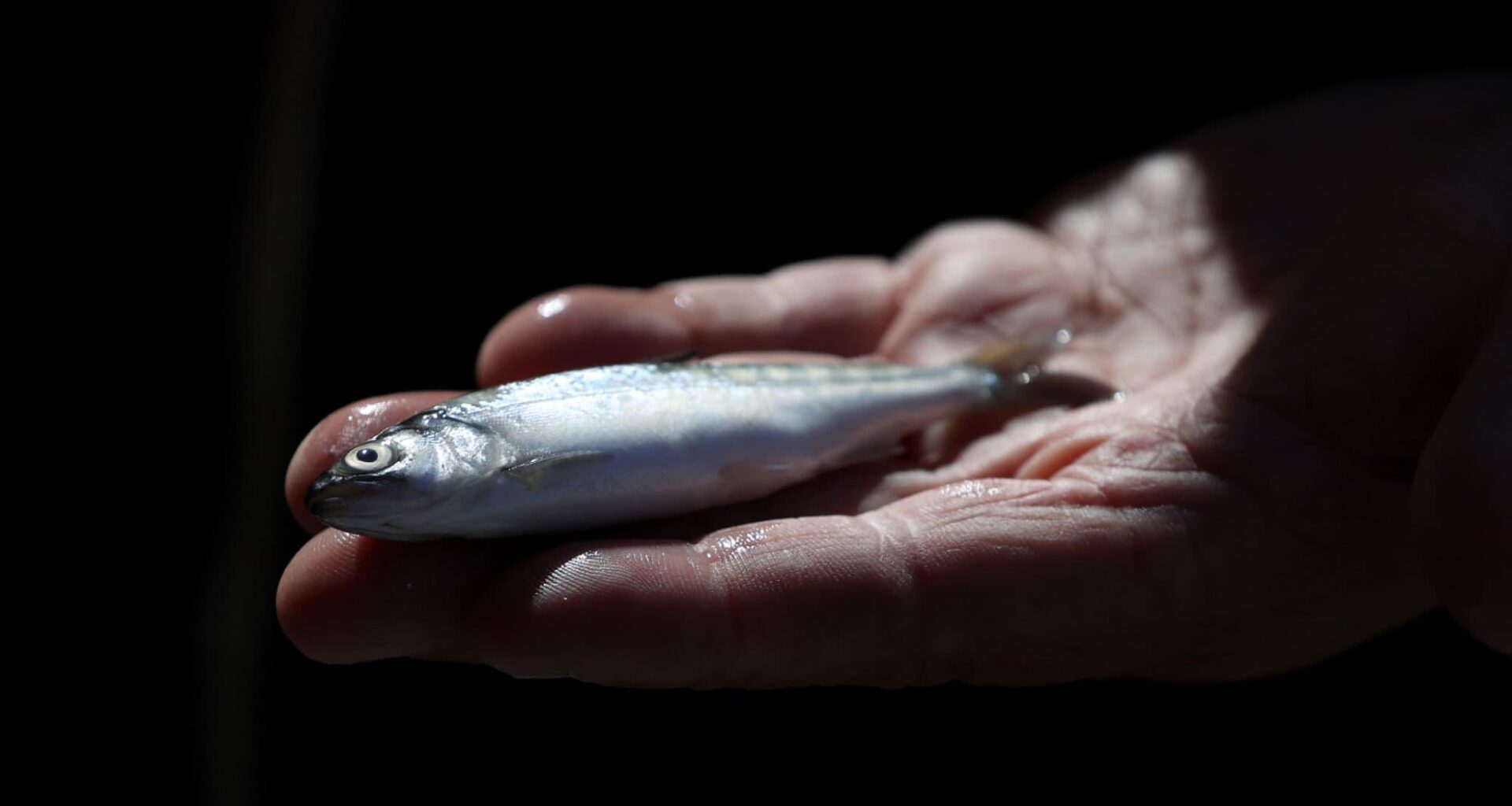 "La marchandise est du poisson frais qui se périme très rapidement": des tonnes de poissons s'accumulent dans les ports français depuis quelques jours à cause d'un bug technique d'une plateforme mise en place par Bruxelles