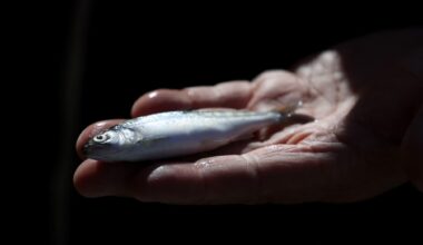 "La marchandise est du poisson frais qui se périme très rapidement": des tonnes de poissons s'accumulent dans les ports français depuis quelques jours à cause d'un bug technique d'une plateforme mise en place par Bruxelles