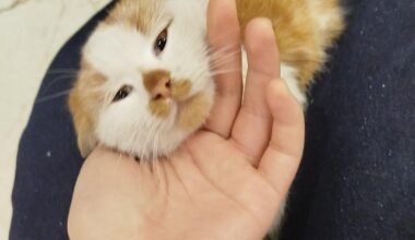 Am găsit un pisoi în Ciocana!!