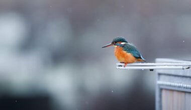 More birds around Echternach lake