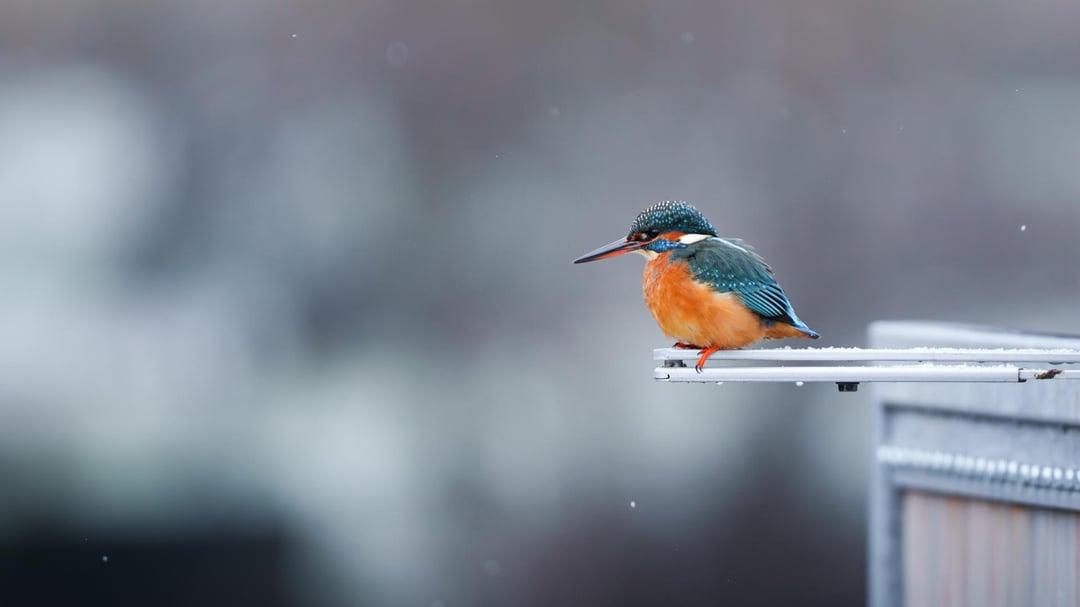 More birds around Echternach lake