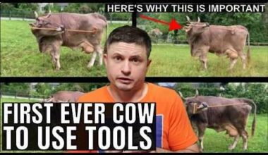 Kako komentirate nedavno 'otrkriće' da krave znaju koristiti alate?