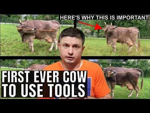 Kako komentirate nedavno 'otrkriće' da krave znaju koristiti alate?