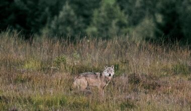 Naturfolk i opråb: Nye regler for jægere kan medføre 'fri jagt' på ulve