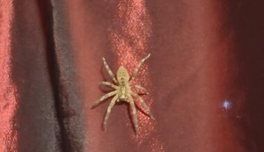 Que tipo de aranha é esta?