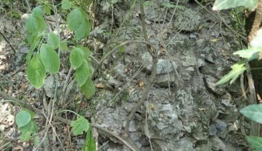 Остаци Јерининог града код села Толисавца, Западна Србија, са записом Александра Дерока - утврђење је данас зарасло у шибље и жбуње, мало становника зна како доћи до њега и прети му заборав иако је једно од важних споменика наше историје