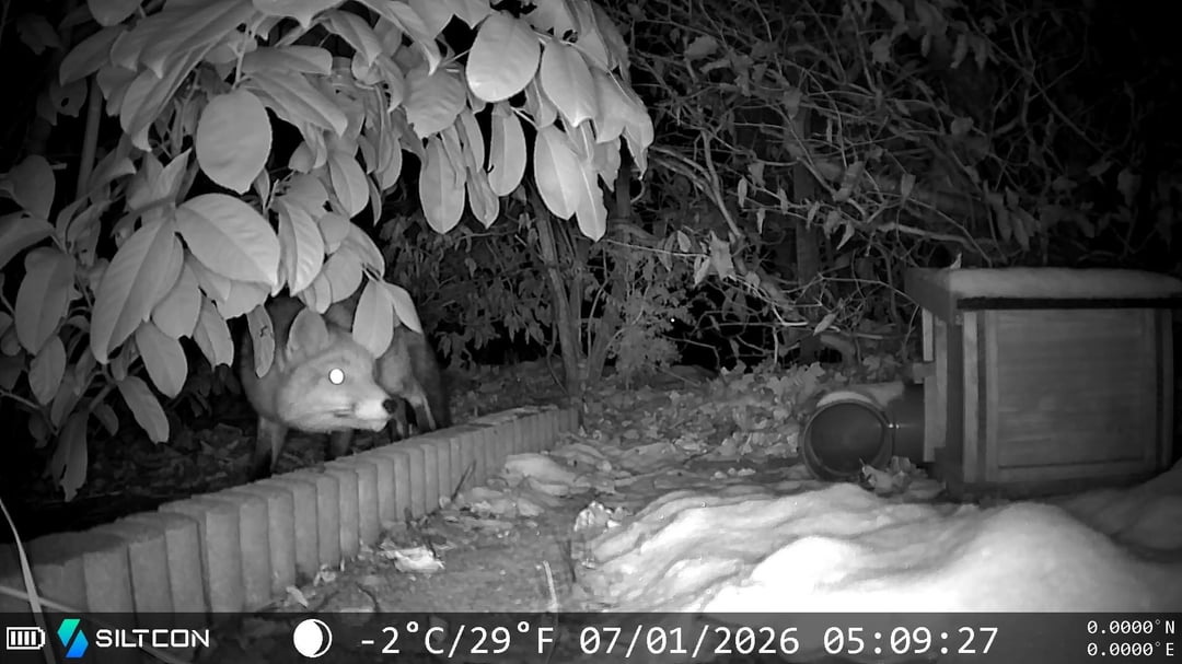 Met de sneeuw zoekt deze vos bijna elke nacht naar spitsmuizen in onze tuin
