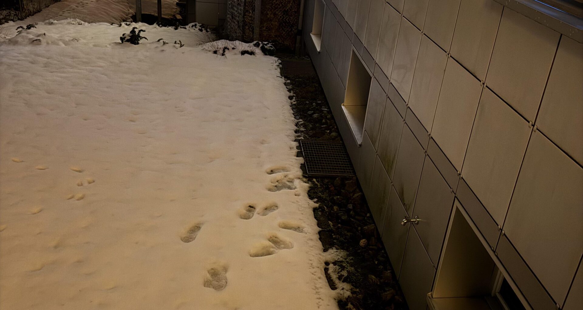 Stranger walking around at 3am