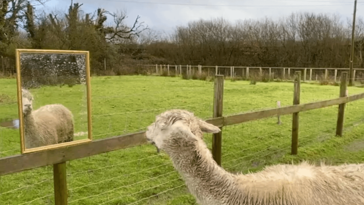 Elderly alpaca given mirror to ease loneliness at Cornwall sanctuary