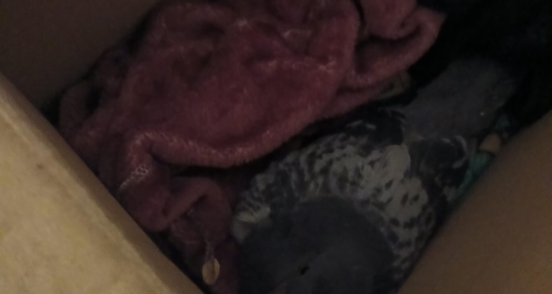 injured pigeon, what do