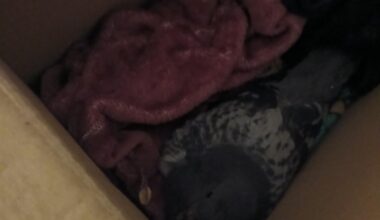 injured pigeon, what do