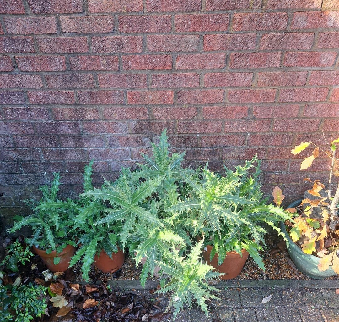 My little piece of Almeria