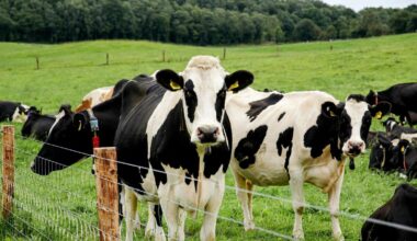 Case of bluetongue virus confirmed in Wexford