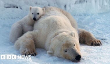 Polar bears on Norwegian islands fatter and healthier despite ice loss, scientists say