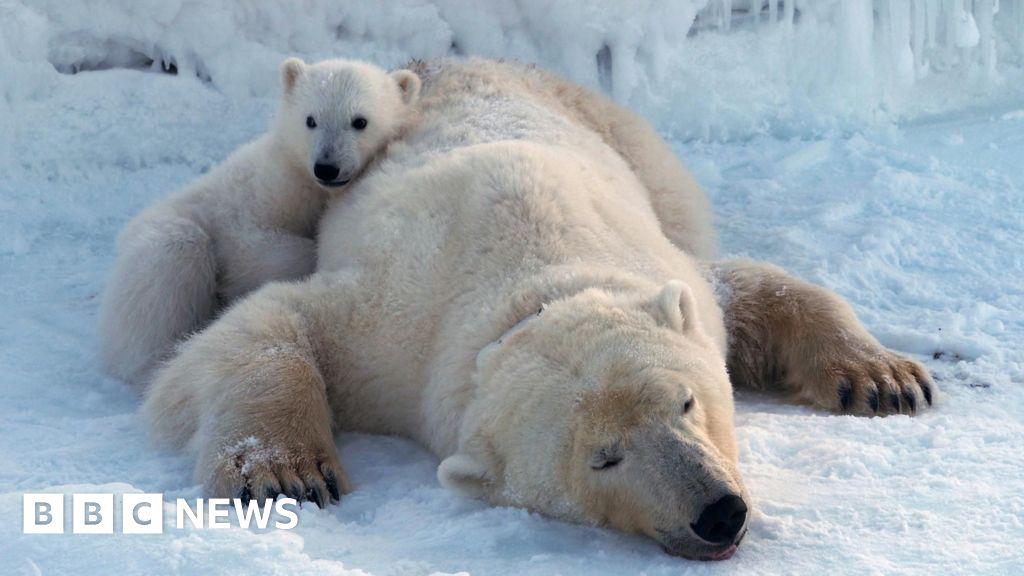 Polar bears on Norwegian islands fatter and healthier despite ice loss, scientists say