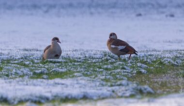 Why on earth did we stay in the Icelek this winter?