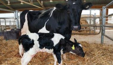 Subvencije poljoprivrednicima: umjetno osjemenjivanje krava i krmača - Reporter HR