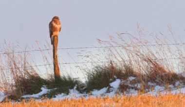Icelek sunset for a buzzard and me