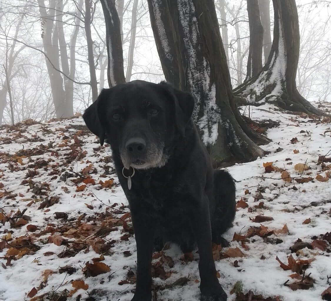 Pochlub se svým domácím mazlíčkem! Leden 2026
