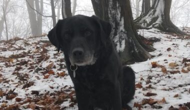 Pochlub se svým domácím mazlíčkem! Leden 2026