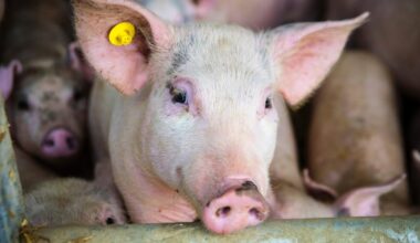 67 smågrise døde af overophedning, men chauffør blev frifundet. Nu vil politikere kigge på loven