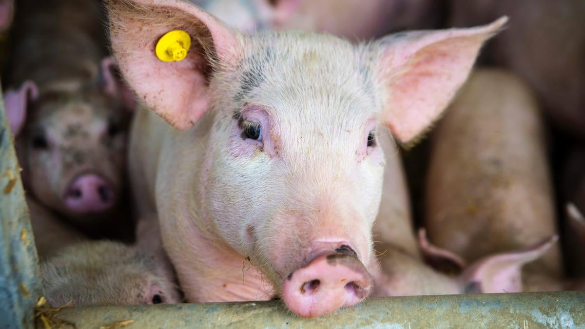 67 smågrise døde af overophedning, men chauffør blev frifundet. Nu vil politikere kigge på loven