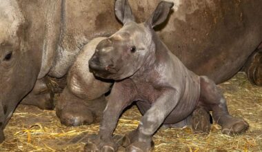 Das ist das neugeborene Nashornbaby im Zoo Schmiding