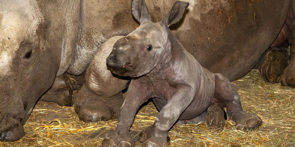 Das ist das neugeborene Nashornbaby im Zoo Schmiding