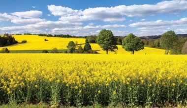 Cu rezervele de apă refăcute de ploile de toamnă şi zăpada din iarnă, 2026 se anunţă un an agricol foarte bun pentru cereale şi oleaginoase, cu o recoltă de 30 mil. tone